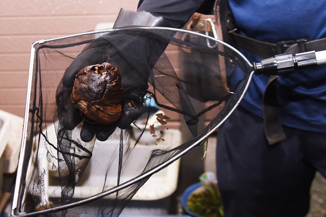 蜂(スズメバチ・アシナガバチなど)