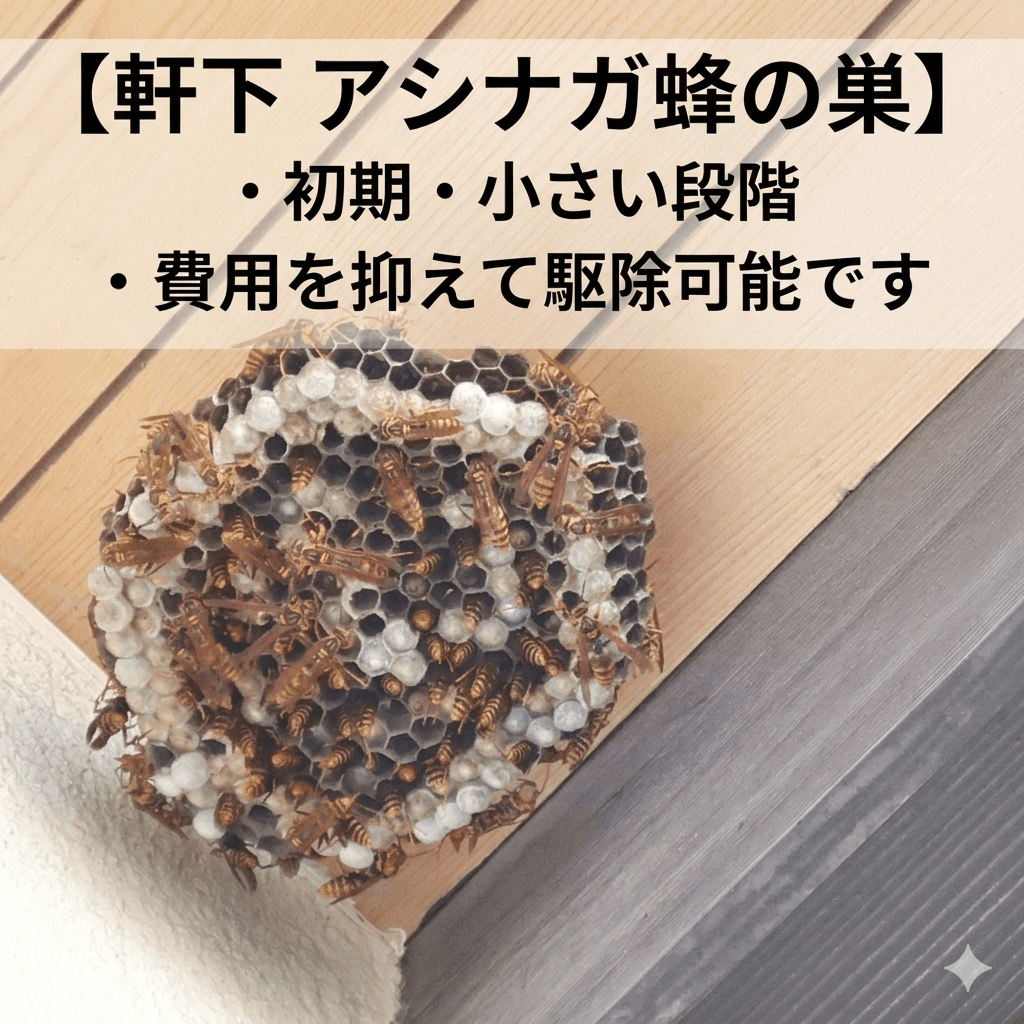 アシナガ蜂の巣の写真